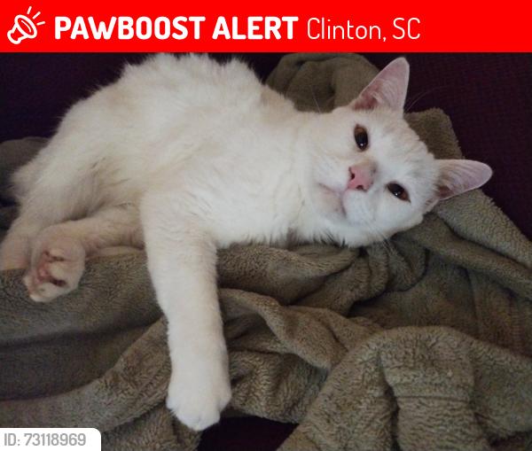 Lost Male Cat last seen East Ferguson Street and North Holland Street, Clinton, SC 29325