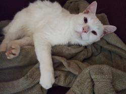 Lost Male Cat last seen East Ferguson Street and North Holland Street, Clinton, SC 29325
