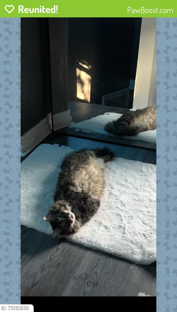 Reunited Female Cat last seen S line street, Lansdale, PA 19446