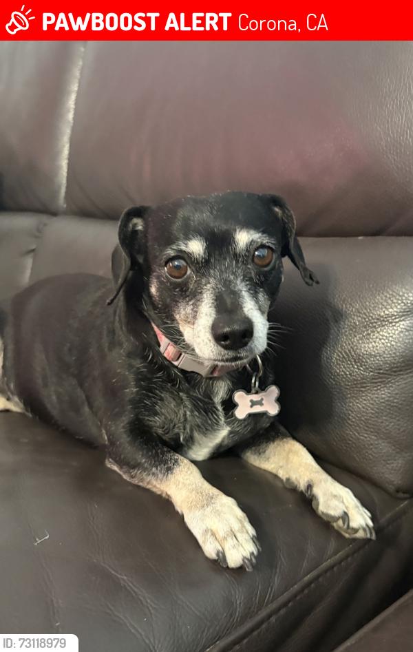 Lost Female Dog last seen sixth st, Corona, CA 92879