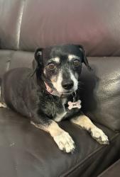Lost Female Dog last seen sixth st, Corona, CA 92879
