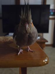 Lost Female Bird last seen Quickcheck , Branchburg, NJ 08876