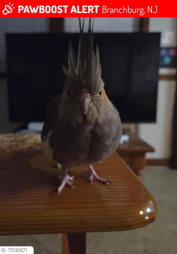 Lost Female Bird last seen Quickcheck , Branchburg, NJ 08876