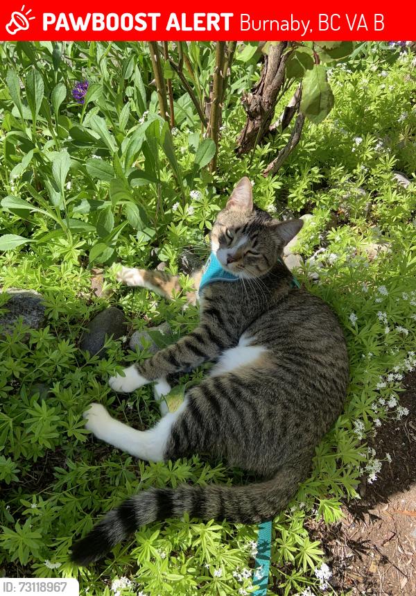 Lost Male Cat last seen Hillside Co-op 8400 Forest Grove Drive, Burnaby, BC V5A 4B7
