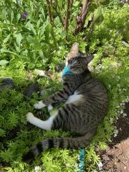 Lost Male Cat last seen Hillside Co-op 8400 Forest Grove Drive, Burnaby, BC V5A 4B7