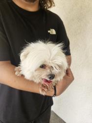 Reunited Male Dog last seen Blue orchid, Carlsbad, CA 92011