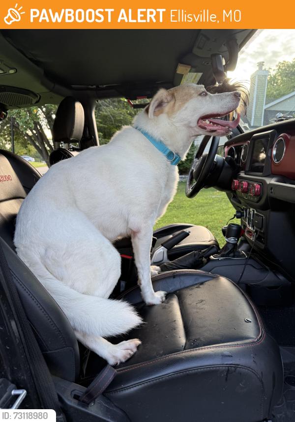 Found/Stray Male Dog last seen Westridge Dr and Surrey Ct, Ellisville, MO 63021