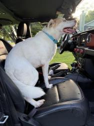 Found/Stray Male Dog last seen Westridge Dr and Surrey Ct, Ellisville, MO 63021