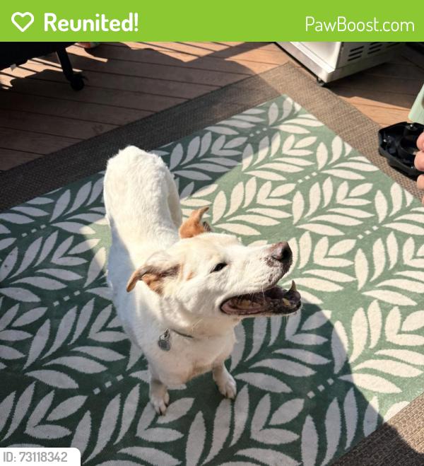 Reunited Male Dog last seen Near floral drive, Allouez, WI 54301