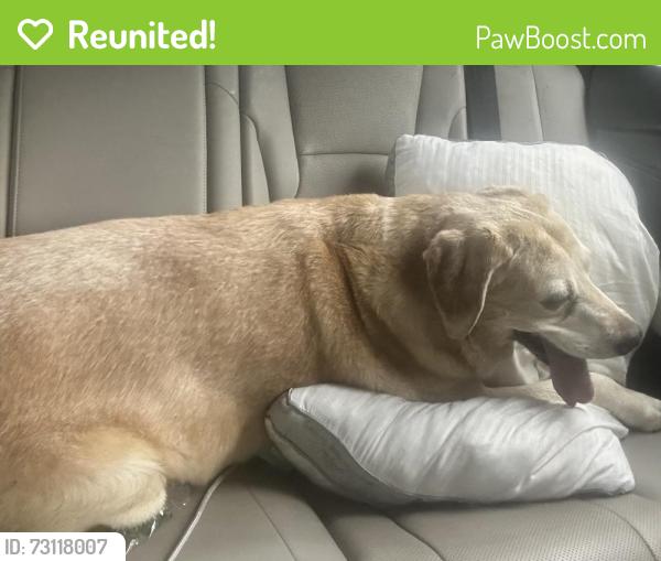 Reunited Female Dog last seen Fortune road near years to grow , Youngsville, LA 70592