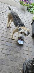 Reunited Unknown Dog last seen Kehrsmill and Pacland Pl, Chesterfield, MO 63005