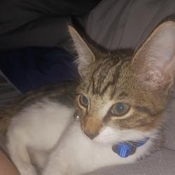 Reunited Male Cat last seen Ave J between 39th and 40th Street, Brooklyn, NY 11210