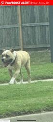 Reunited Male Dog last seen 101st and Elm, Broken Arrow, OK 74012