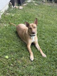 Found/Stray Male Dog last seen Ross and Grisby, Dallas, TX 75204