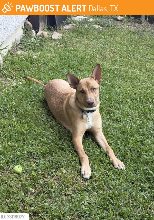 Found/Stray Male Dog last seen Ross and Grisby, Dallas, TX 75204