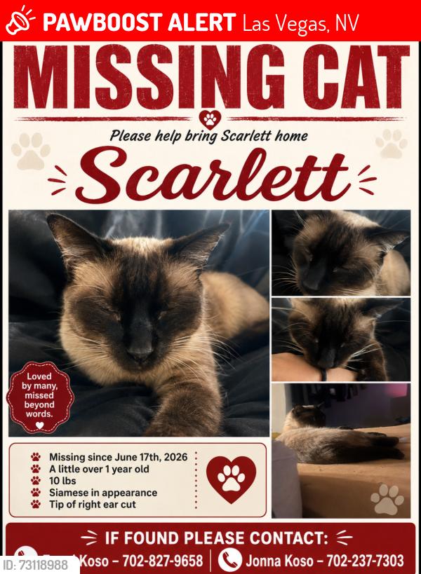 Lost Female Cat last seen Valley high school, Las Vegas, NV 89121