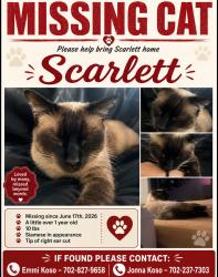 Lost Female Cat last seen Valley high school, Las Vegas, NV 89121