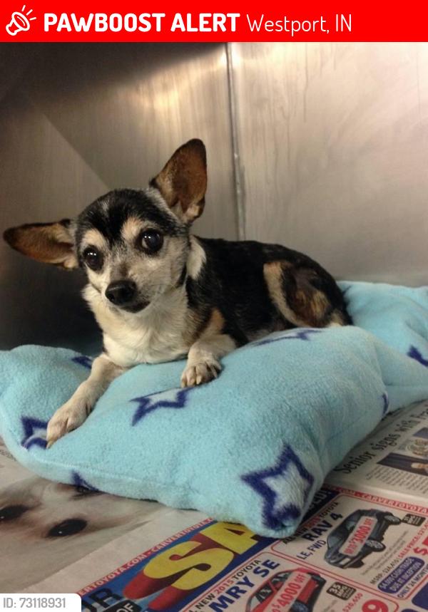 Lost Male Dog last seen Not known, Westport, IN 47283