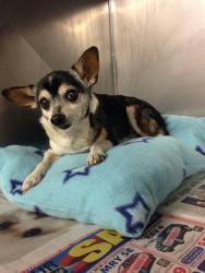 Lost Male Dog last seen Not known, Westport, IN 47283