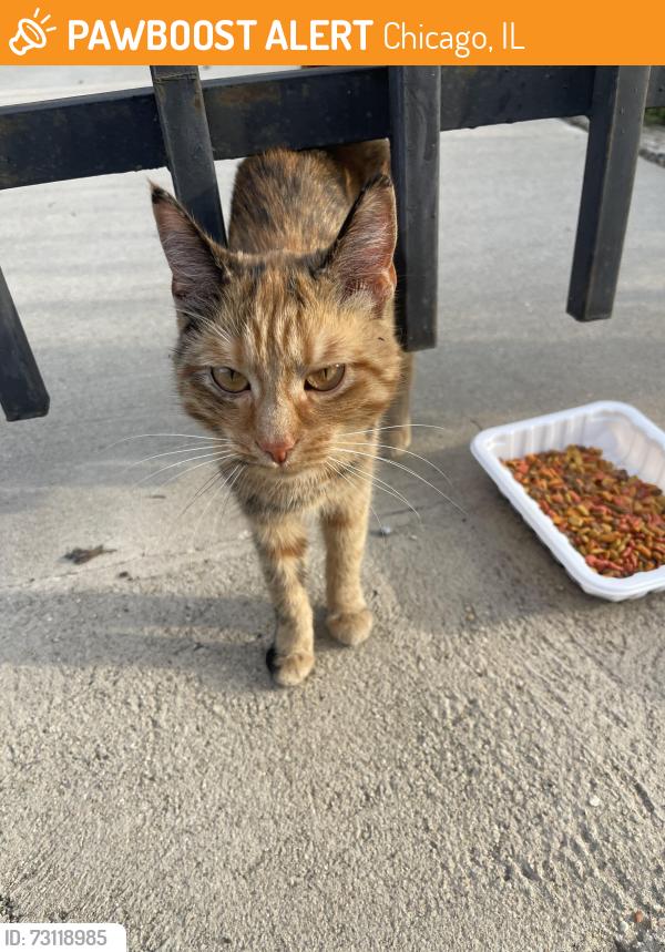Found/Stray Unknown Cat last seen Humboldt park, Chicago, IL 60651