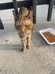 Found/Stray Unknown Cat last seen Humboldt park, Chicago, IL 60651