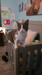 Reunited Female Cat last seen Route 50 by Dave's Auto, Woodbine, NJ 08270