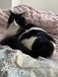 Lost Male Cat last seen In hse not sure how he got out, American Fork, UT 84003