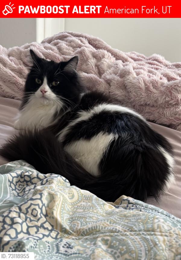 Lost Male Cat last seen In hse not sure how he got out, American Fork, UT 84003