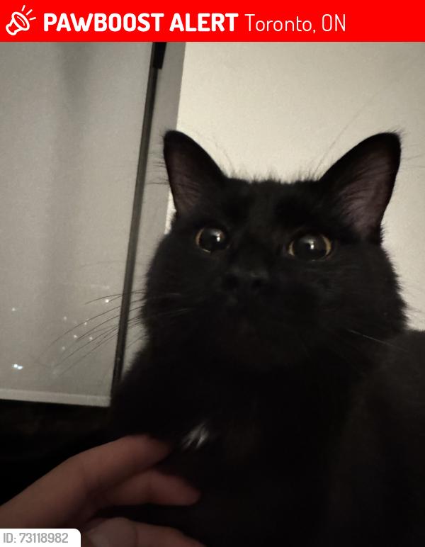 Lost Female Cat last seen Finch avenue west and Bathurst street main intersection, Toronto, ON 