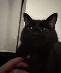 Lost Female Cat last seen Finch avenue west and Bathurst street main intersection, Toronto, ON 