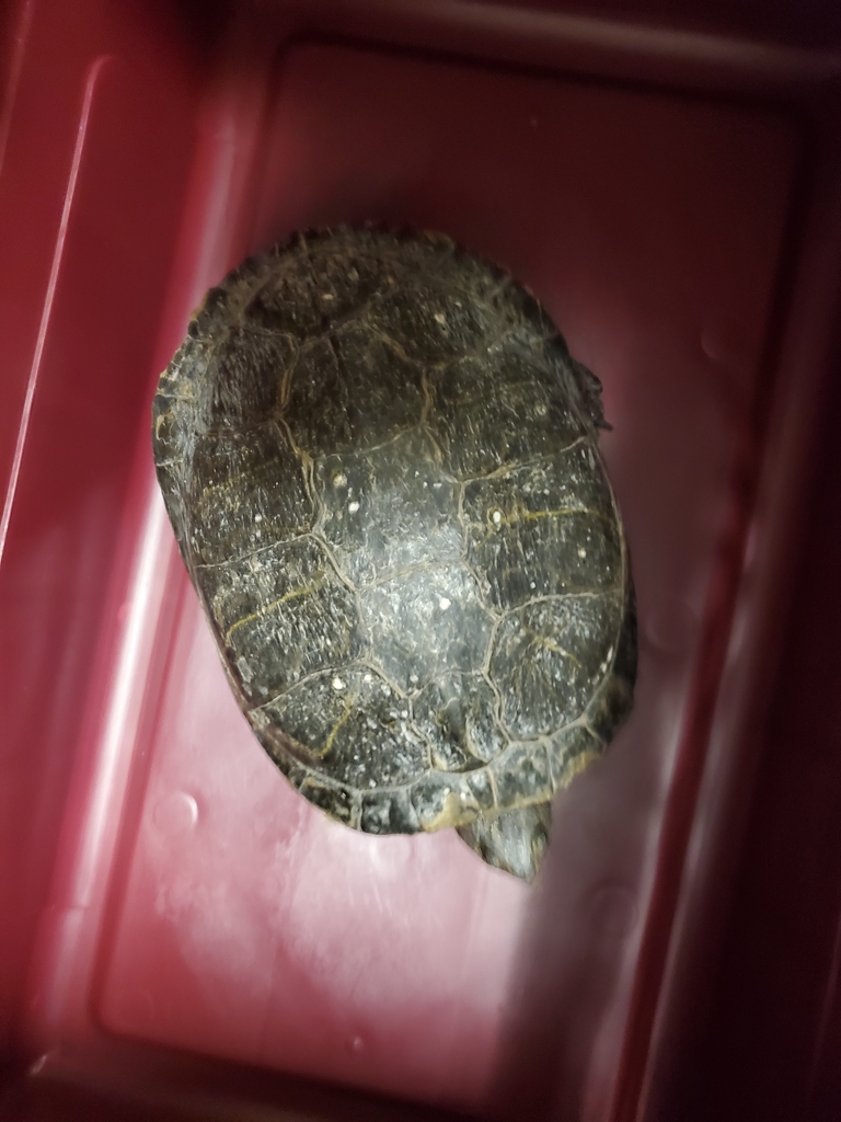 Shelter Stray Female Reptile last seen Woodmoss Court, Encinitas, CA, 92024, Oceanside, CA 92058, USA