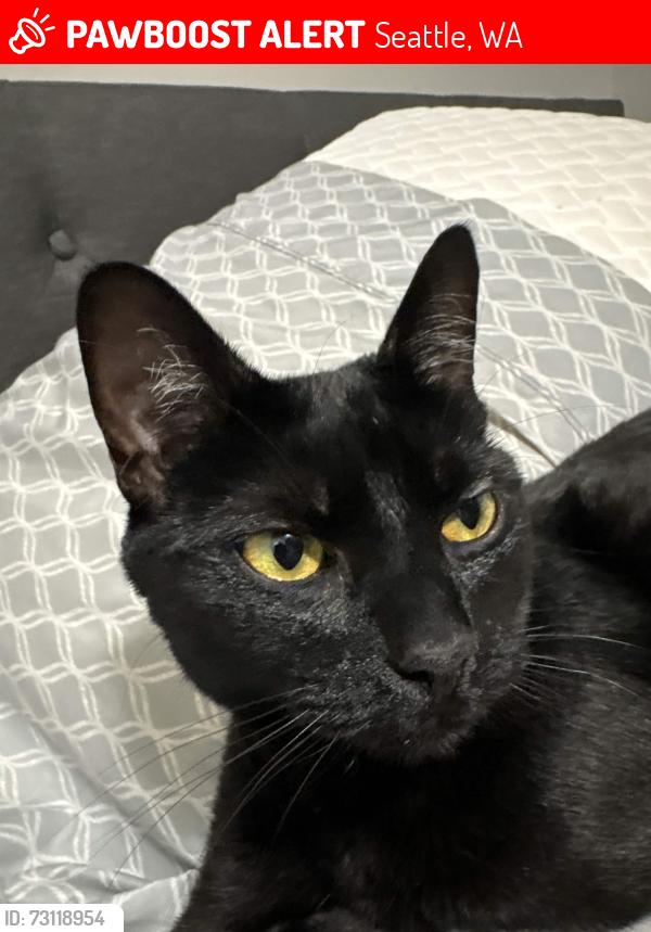 Lost Female Cat last seen 35th ave ne by the Kiwi Spa And Massage, Seattle, WA 98125