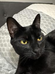Lost Female Cat last seen 35th ave ne by the Kiwi Spa And Massage, Seattle, WA 98125