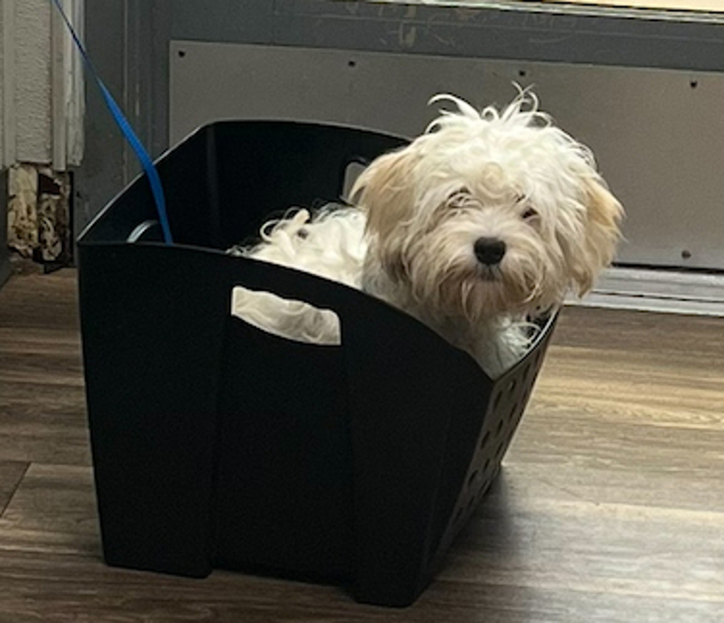 Shelter Stray Female Dog last seen Near College Avenue, San Diego, CA, 92115, 5500 Gaines St, San Diego, CA 92110, USA