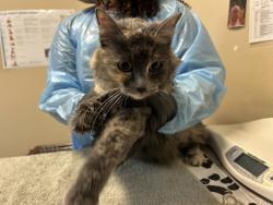 Shelter Stray Female Cat last seen Near Big Sur Street, Oceanside, CA, 92057, Oceanside, CA 92058, USA