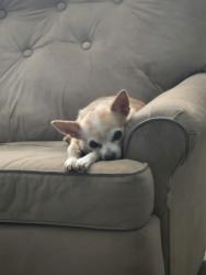 Reunited Female Dog last seen Near Carb Dr, Westworth Village, TX 76114, USA, Westworth Village, TX 76114