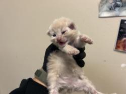 Shelter Stray Male Cat last seen Near Big Sur Street, Oceanside, CA, 92057, Oceanside, CA 92058, USA