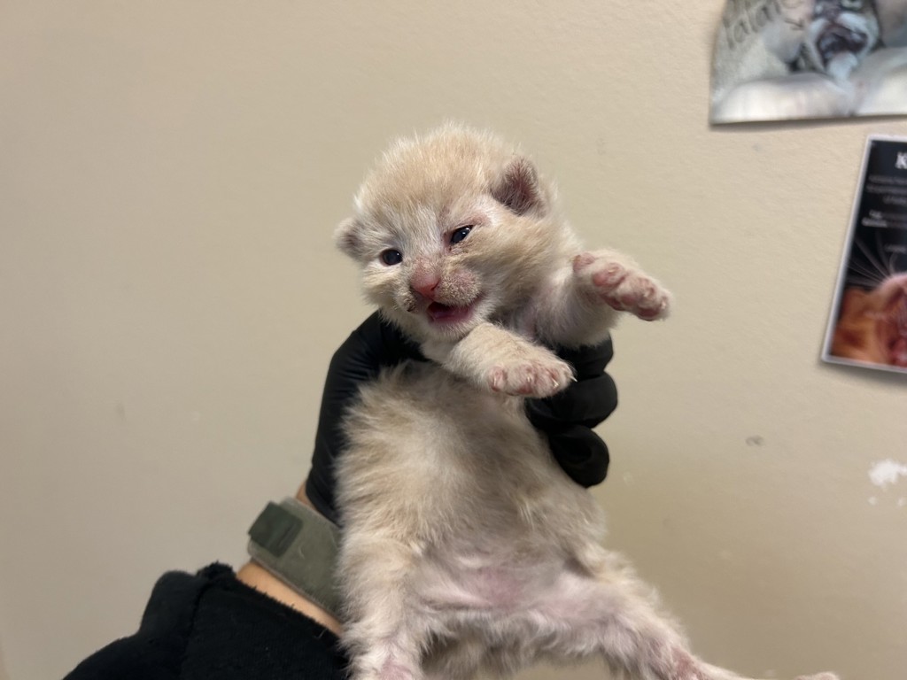 Shelter Stray Male Cat last seen Near Big Sur Street, Oceanside, CA, 92057, Oceanside, CA 92058, USA