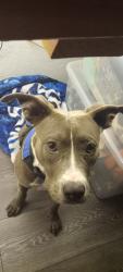 Reunited Female Dog last seen Near 110th and 200, Liberty Triangle, FL 34476