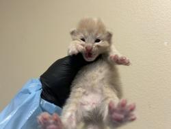 Shelter Stray Male Cat last seen Near Big Sur Street, Oceanside, CA, 92057, Oceanside, CA 92058, USA