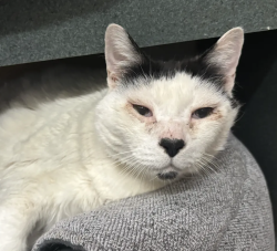 Shelter Stray Male Cat last seen NW 16th & Burnside, OR, 1700 W Historic Columbia River Hwy, Troutdale, OR 97060, USA