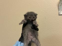 Shelter Stray Female Cat last seen Near Big Sur Street, Oceanside, CA, 92057, Oceanside, CA 92058, USA