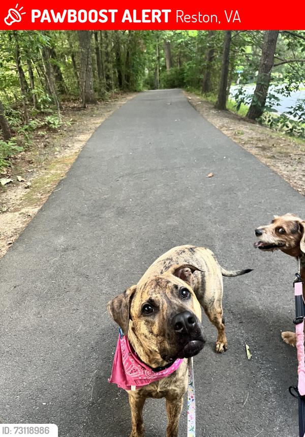 Lost Male Dog last seen Reston golf course area on north shore drive , Reston, VA 20190