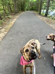 Lost Male Dog last seen Reston golf course area on north shore drive , Reston, VA 20190