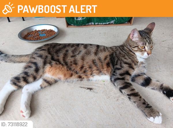 Found/Stray Male Cat last seen Travis Ranch, Forney, TX, Kaufman County, TX 75126