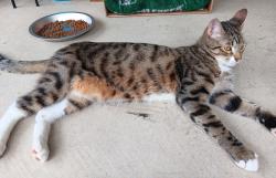 Found/Stray Male Cat last seen Travis Ranch, Forney, TX, Kaufman County, TX 75126