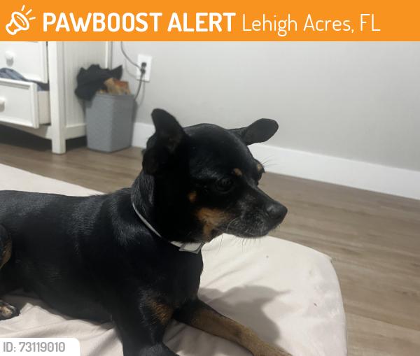 Found/Stray Female Dog last seen Karlow ave, Lehigh Acres, FL 33974