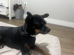 Found/Stray Female Dog last seen Karlow ave, Lehigh Acres, FL 33974