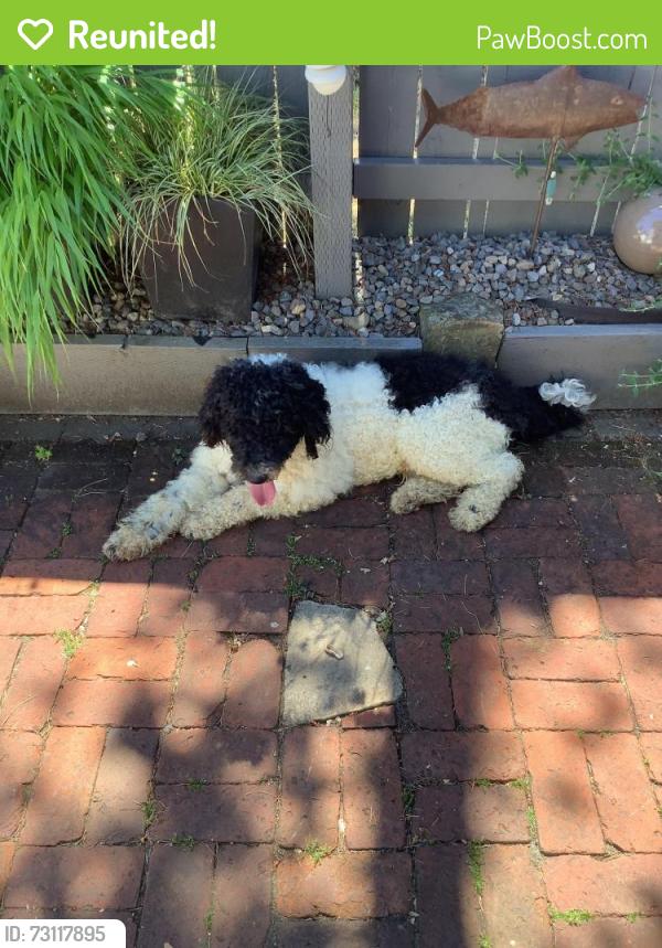 Reunited Male Dog last seen Ne wasco street and ne 52nd avenue, Portland, OR 97213