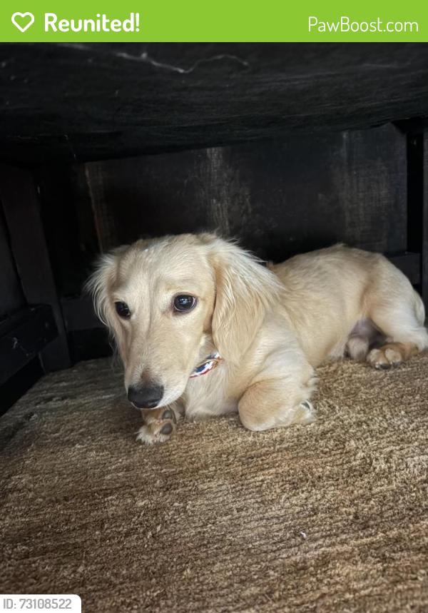 Reunited Male Dog last seen Piney point, Eclectic, AL 36024